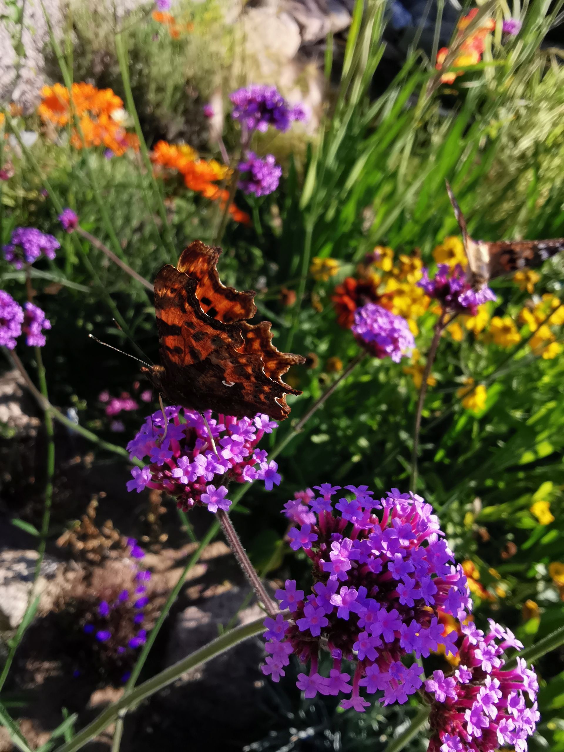 A pair of comma butterflies