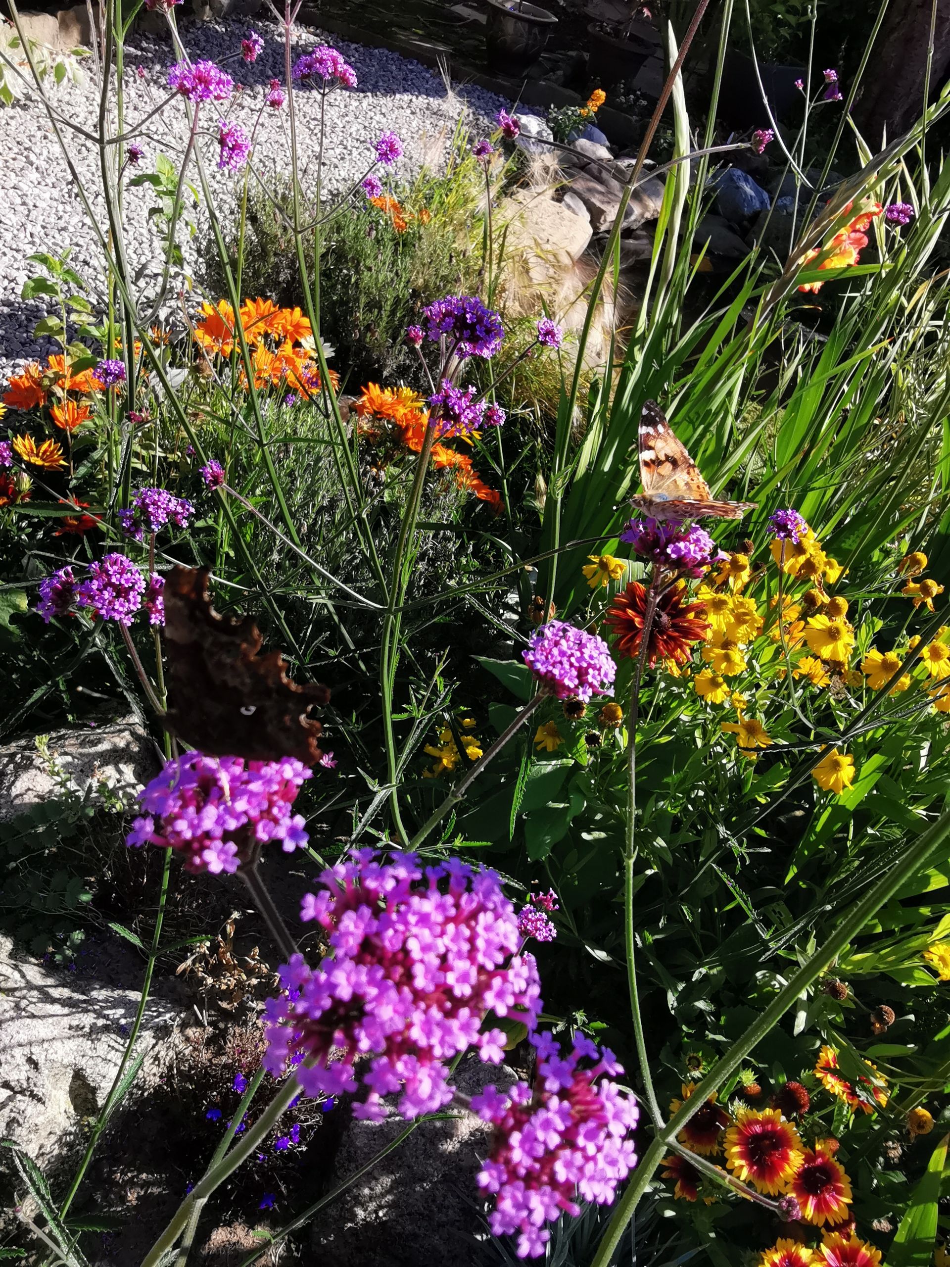 A butterfly enjoying the verbena