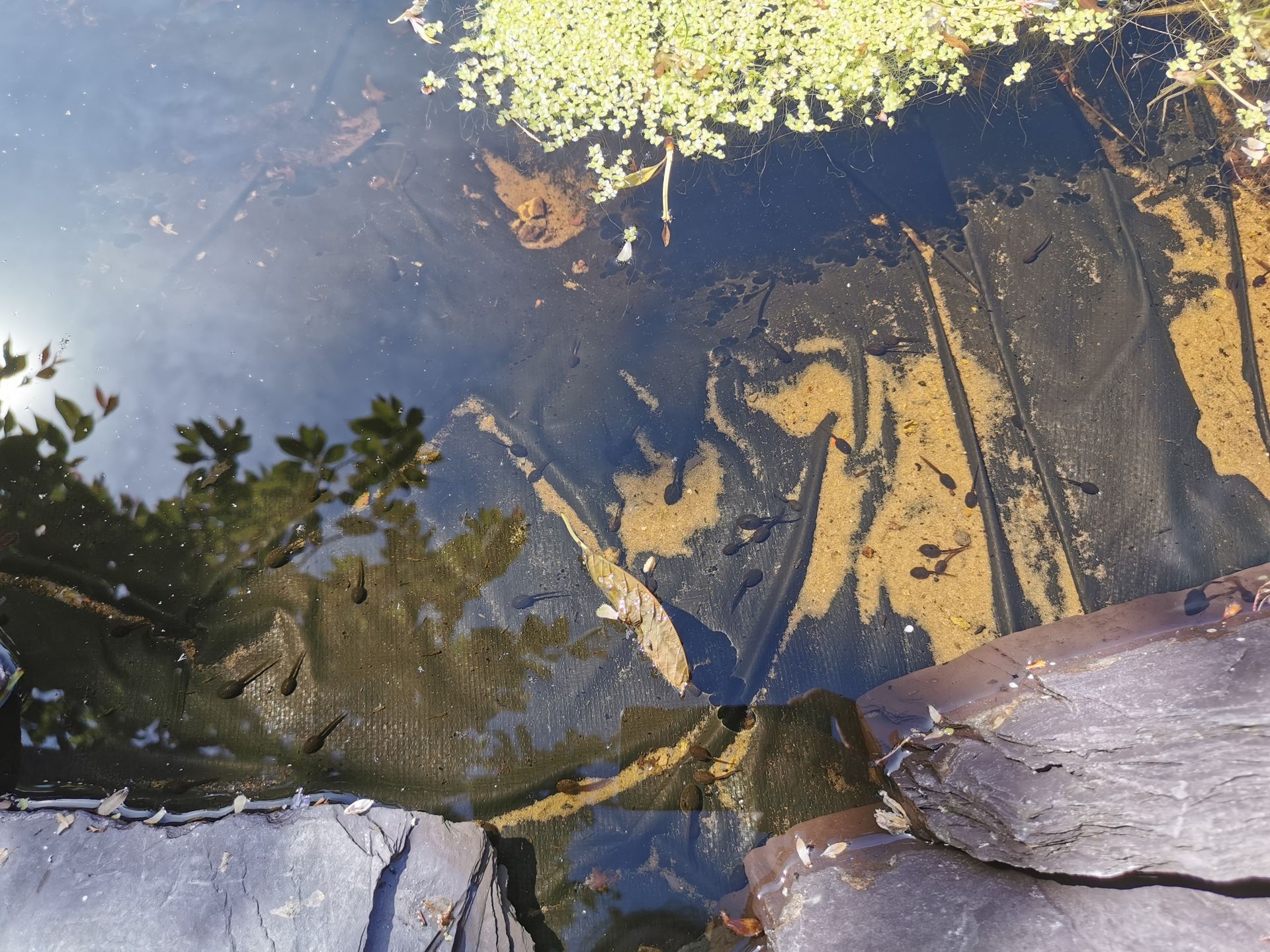 Tadpoles in the pond