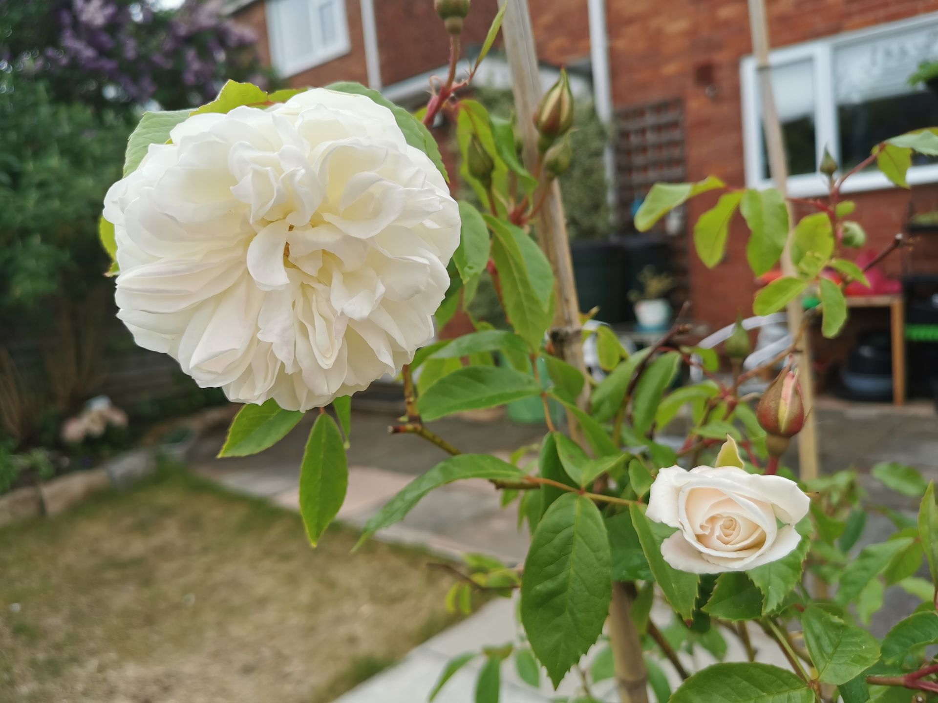 Pretty flowering rose