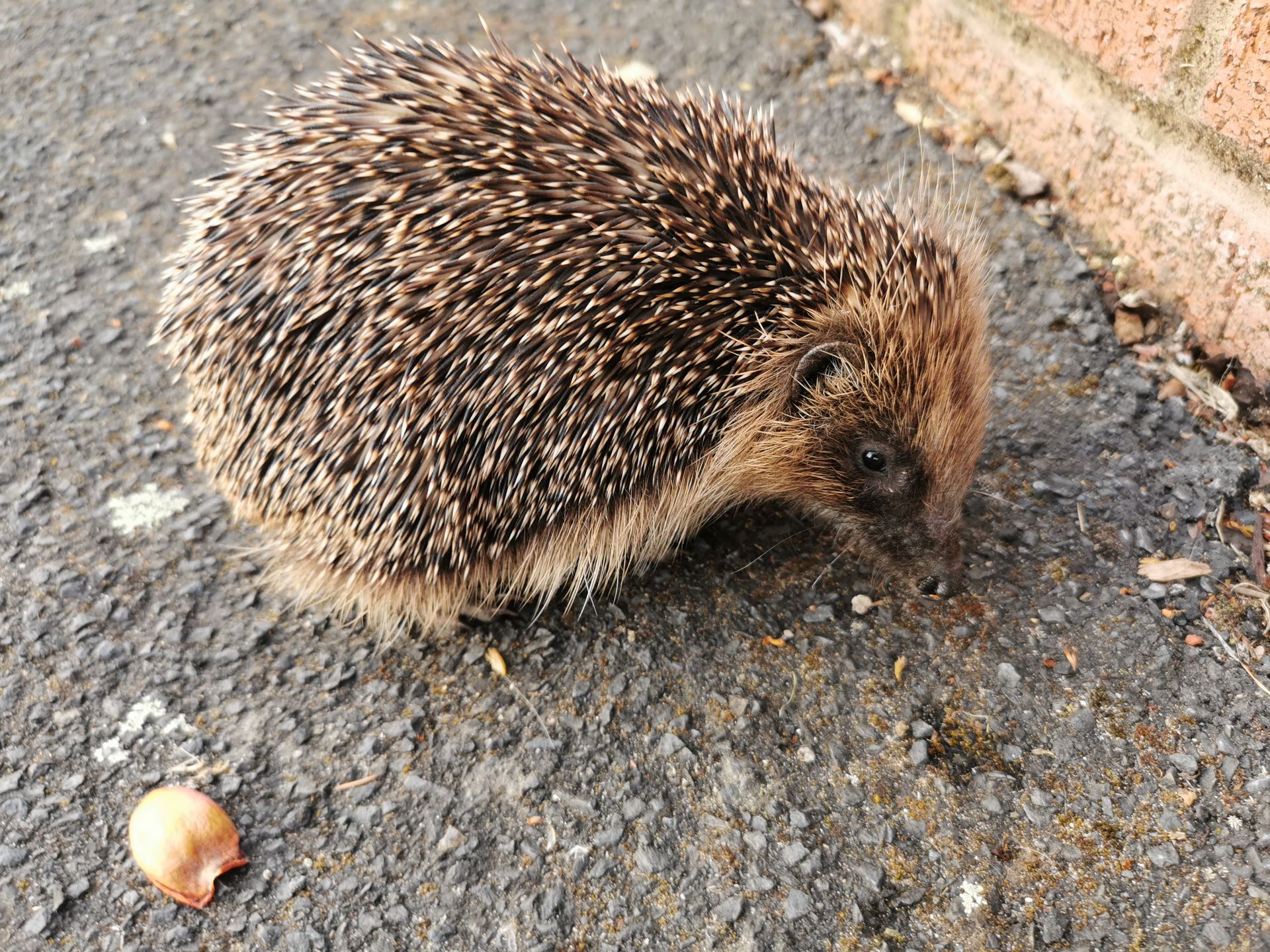 Hedgehog