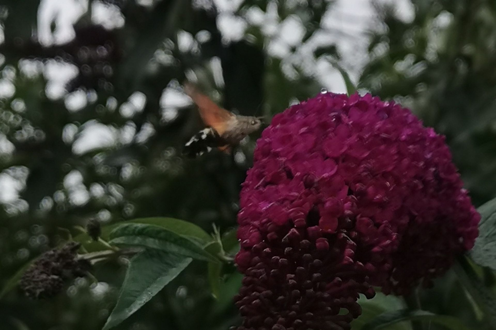 A hummingbird moth