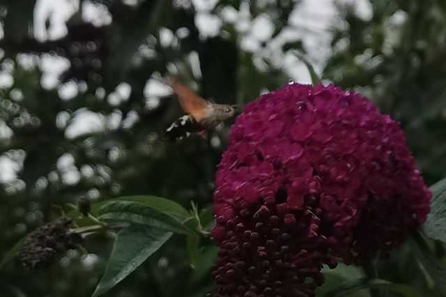 A hummingbird moth