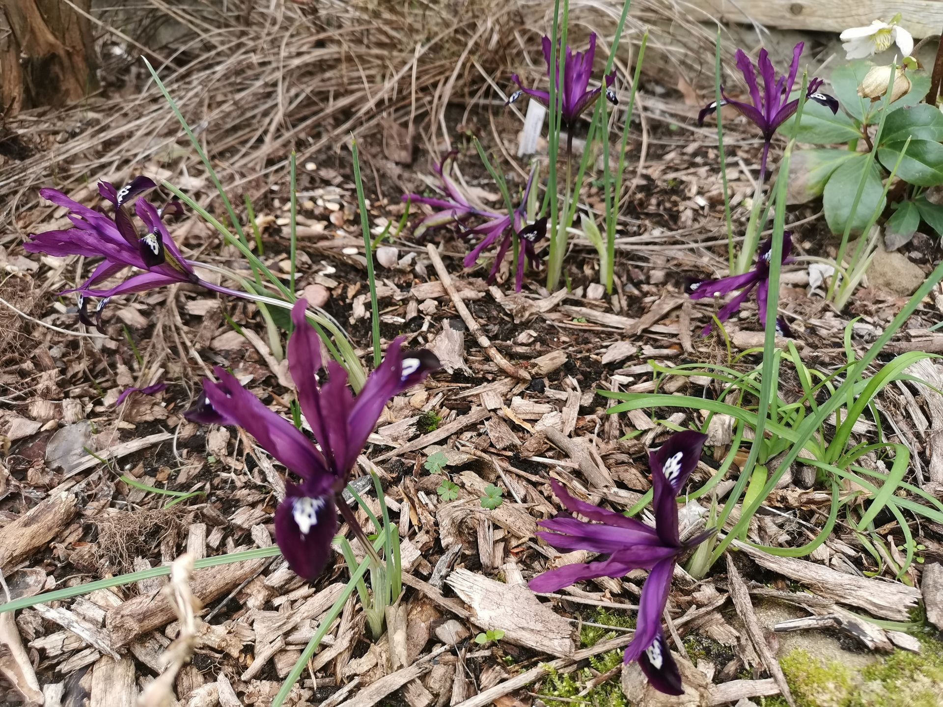 Iris reticulata - Pauline