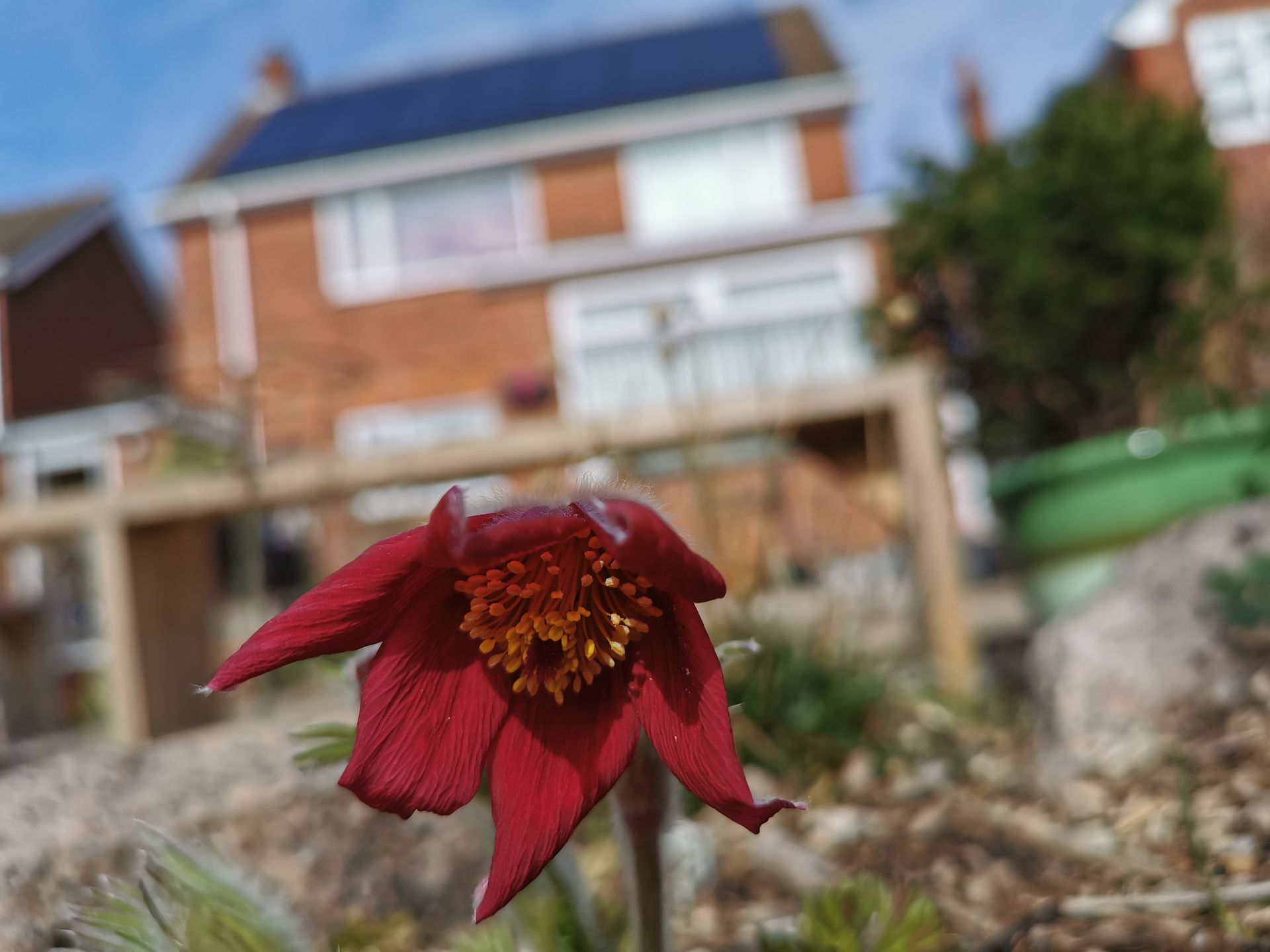 Pulsatilla vulgaris