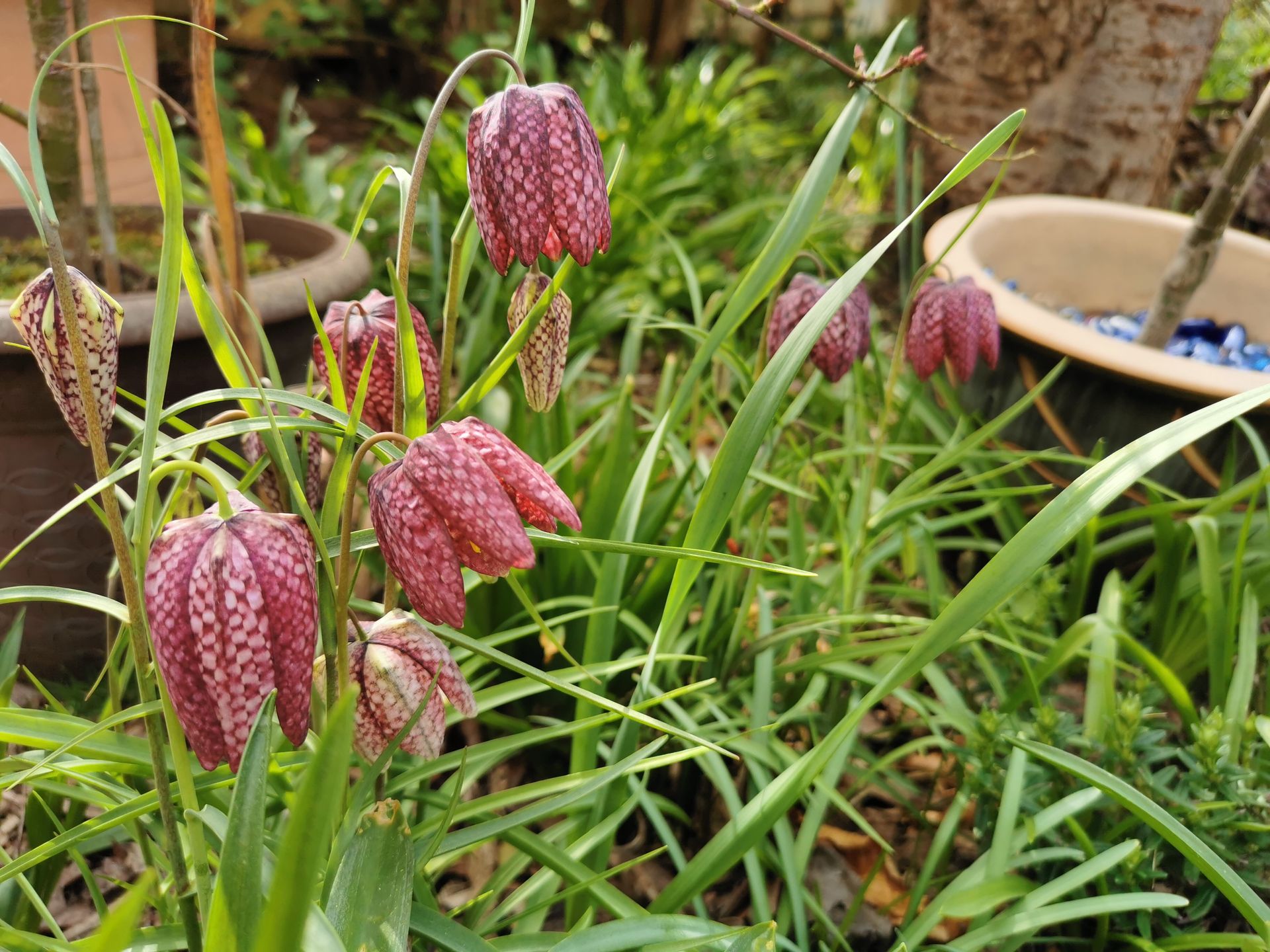 Snakehead Fritillaries